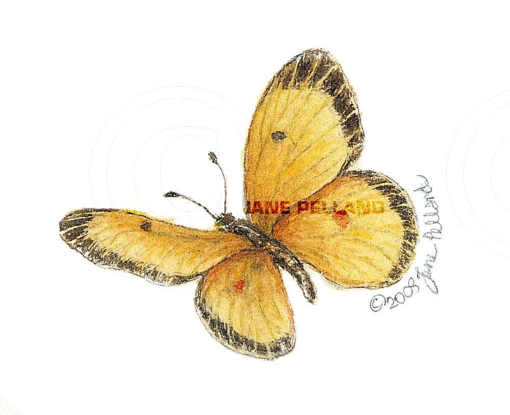 Orange Sulphur