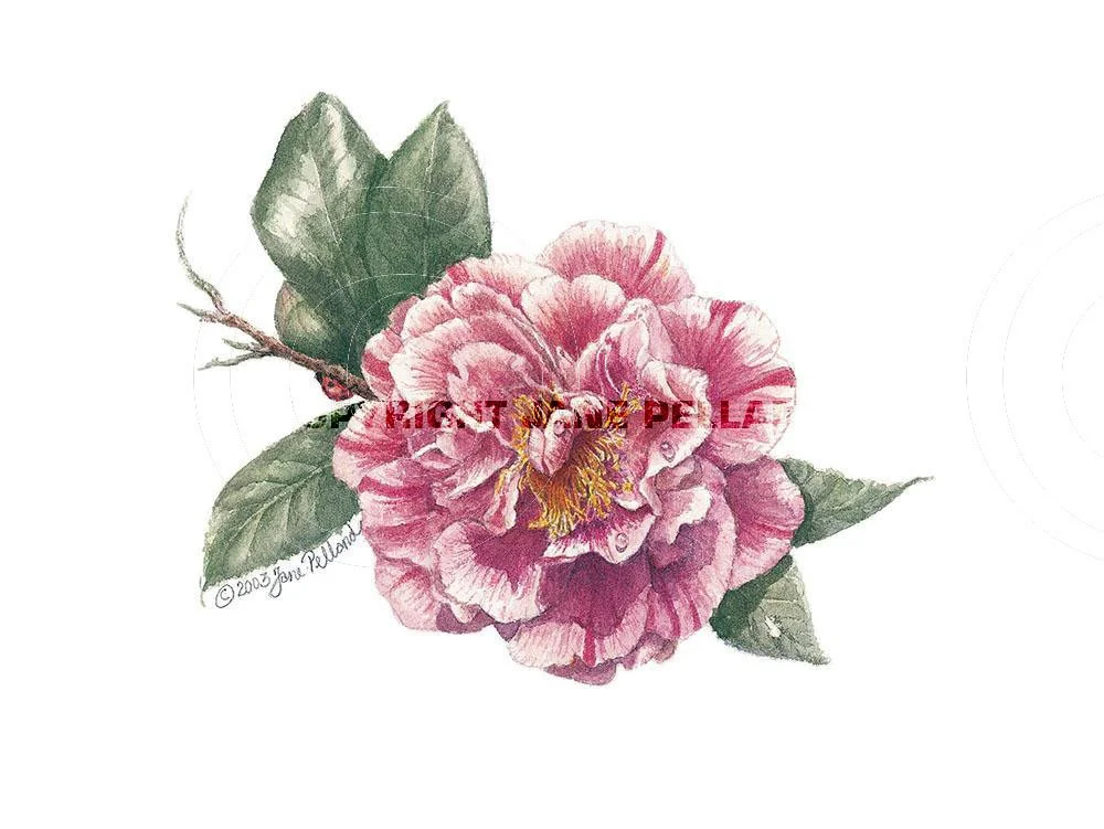 Camellia Blossom