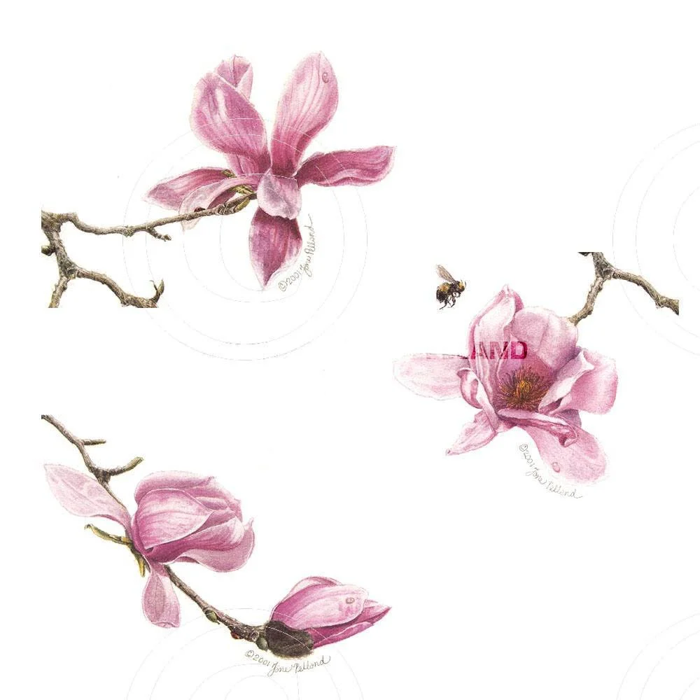 Assorted Magnolia campbellii