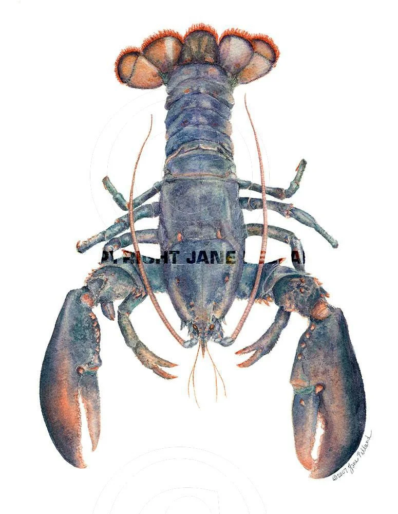 Lobster