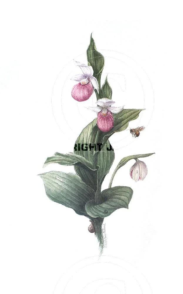 Showy Lady Slipper Orchid