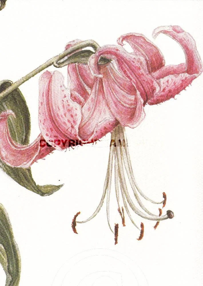 Rubrum Lily 1