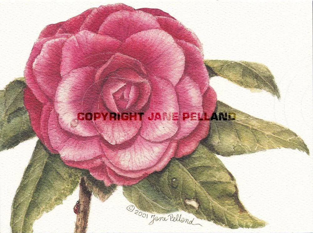 Camellias 2