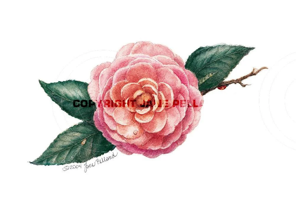 Pink Perfection Camellia