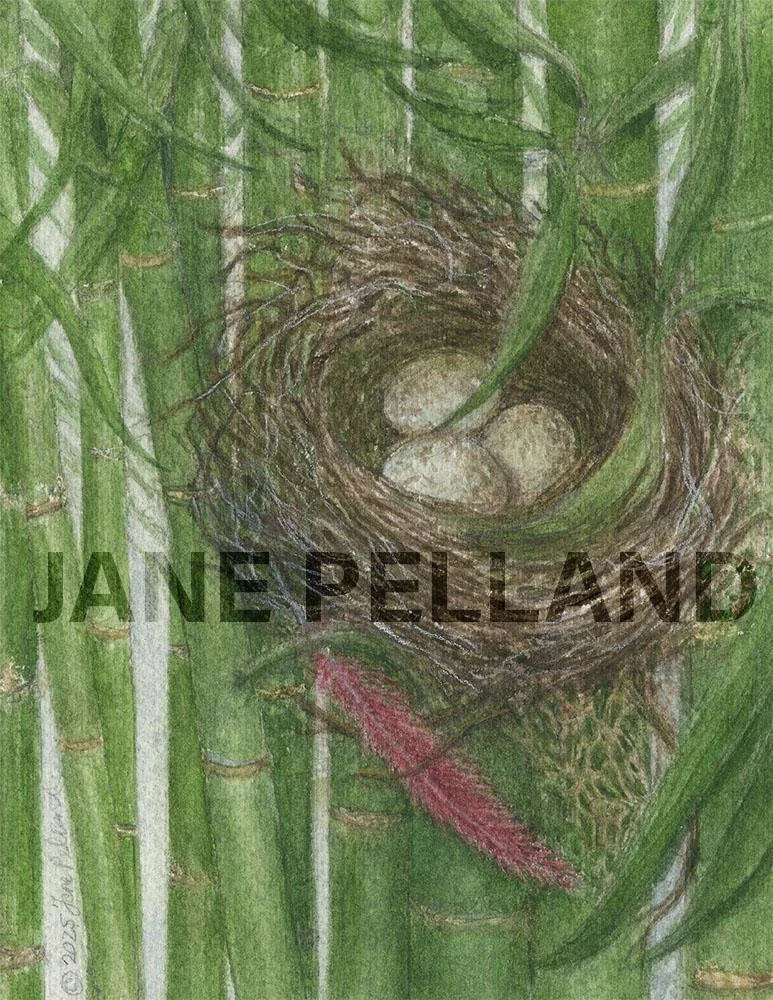 Cardinal Nest