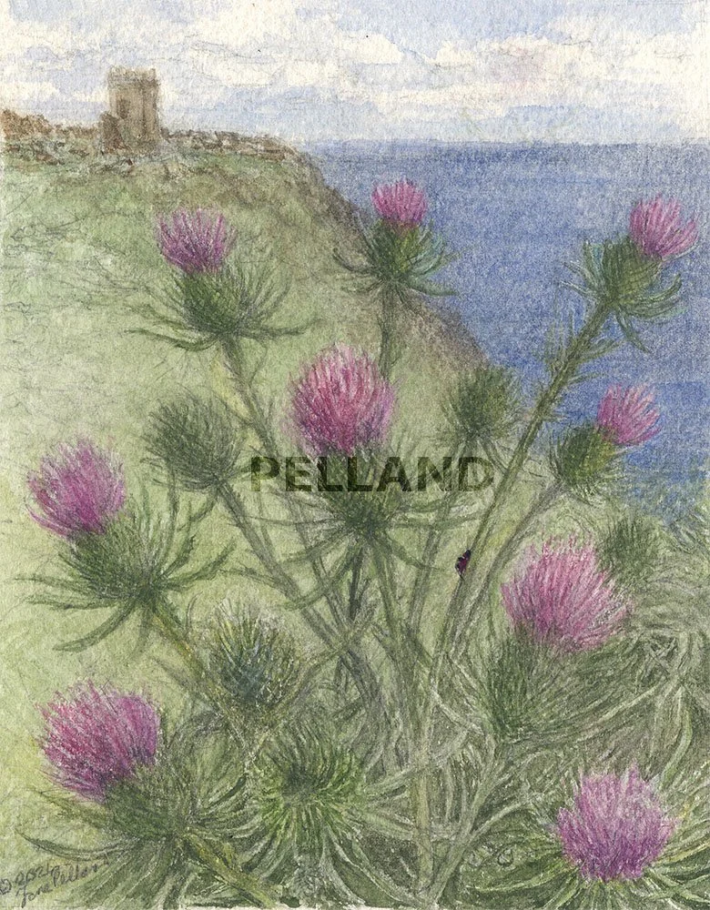 Thistle print.jpg