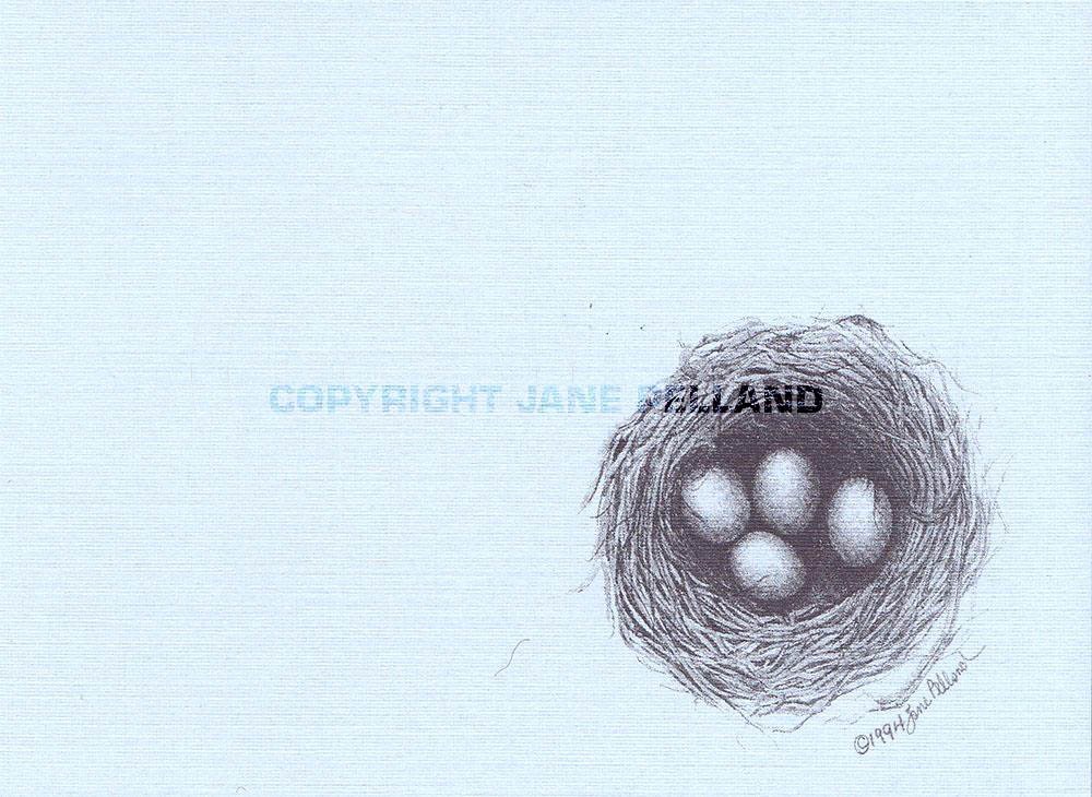 Bluebird Nest