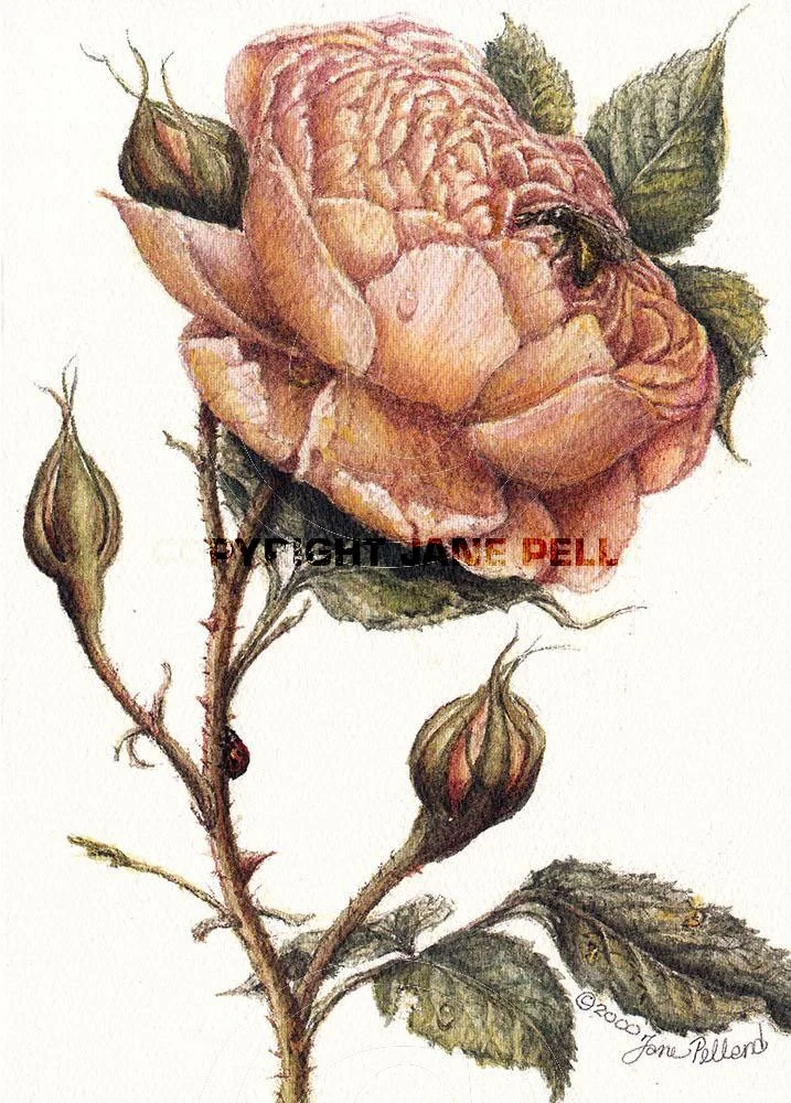 Rose 4