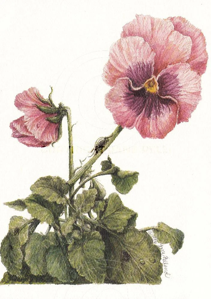 Pansy 2