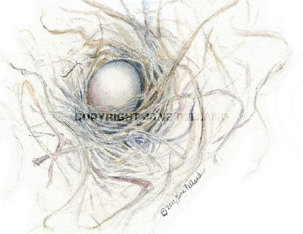 Dove Nest