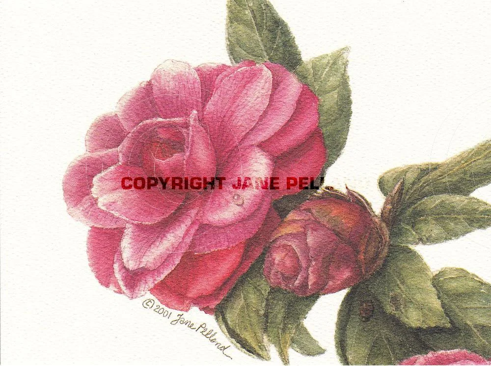 Camellias 1
