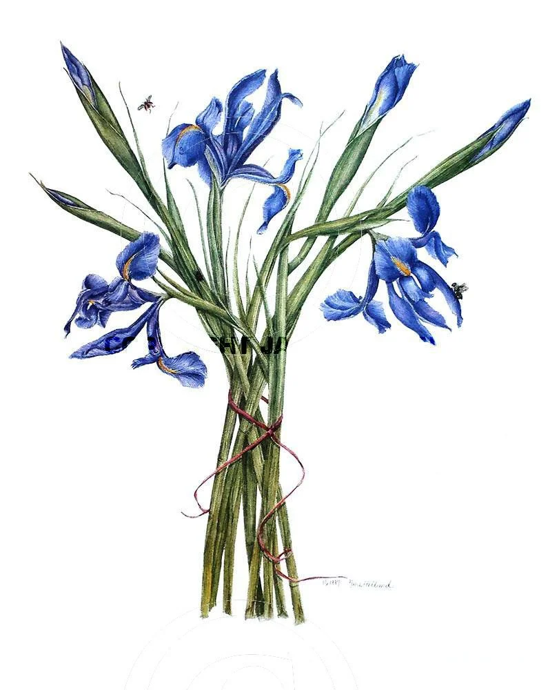 Botanical Iris