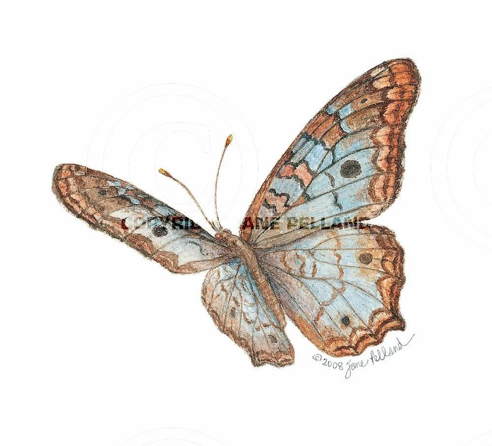 White Peacock