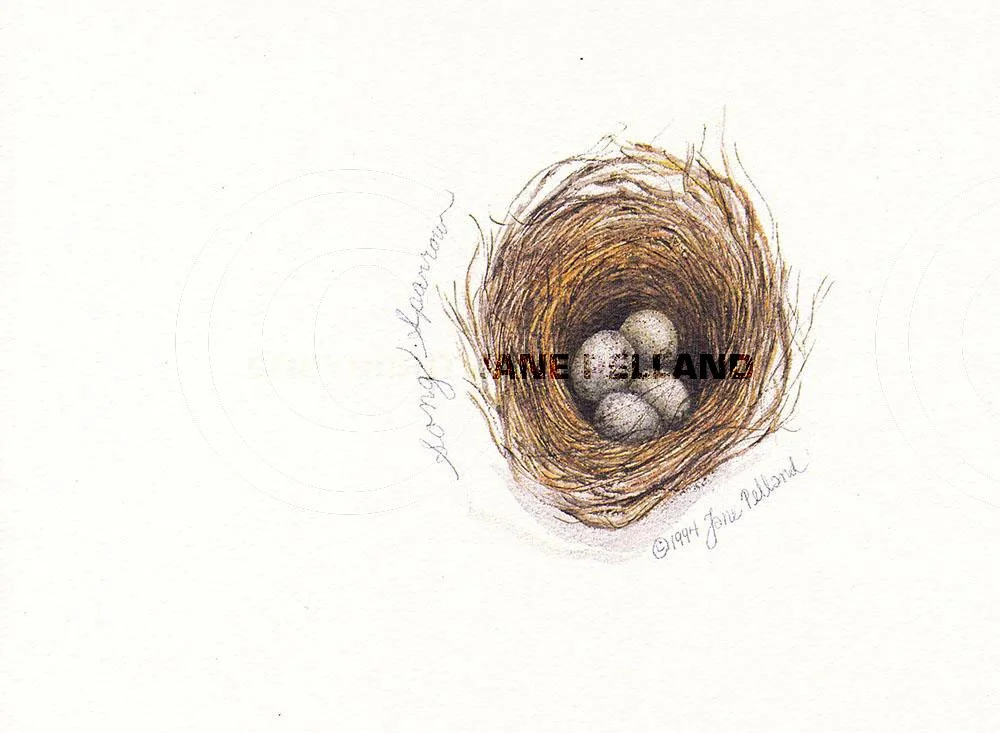 Songsparrow Nest