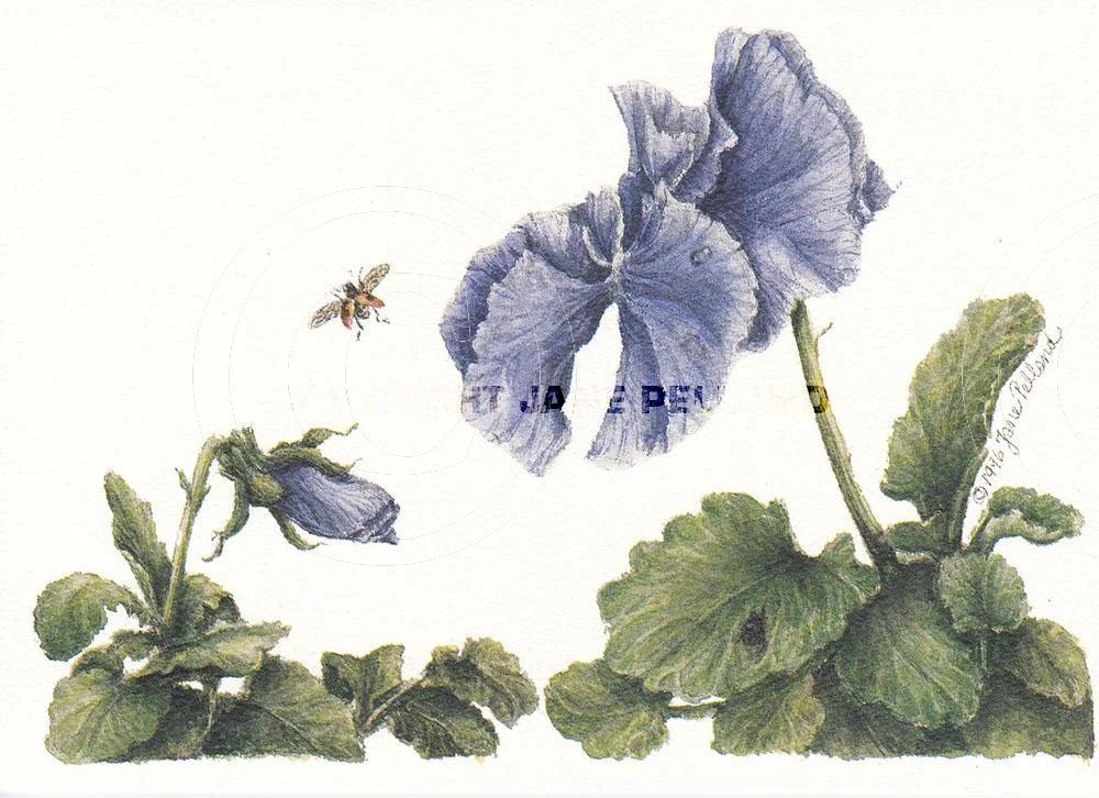 Pansies 4