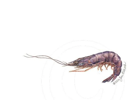 Shrimp