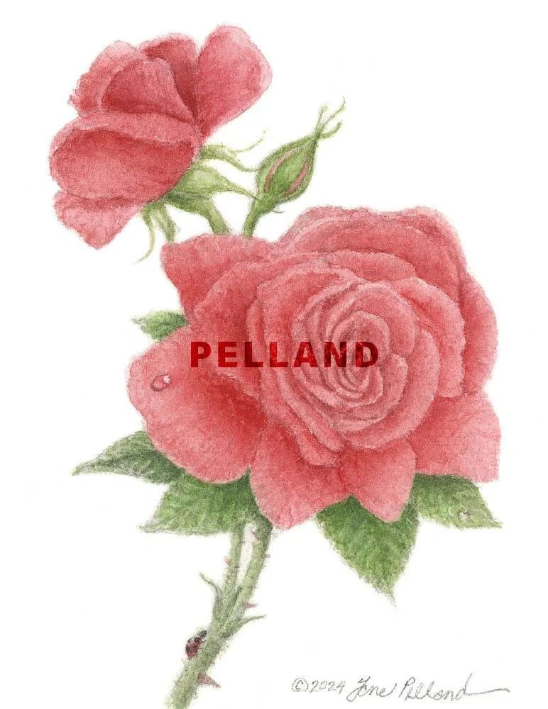 Red Rose