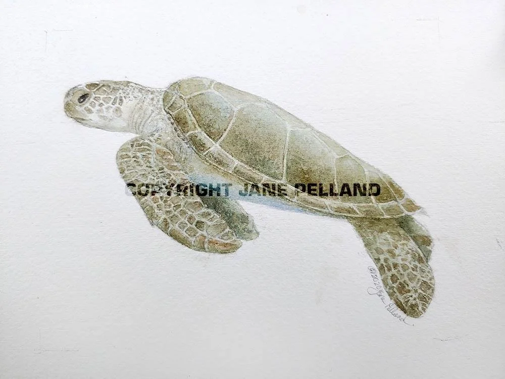 Green Sea Turtle