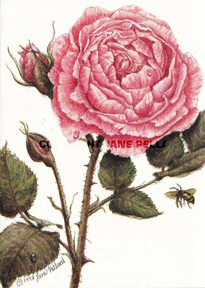 Rose 3