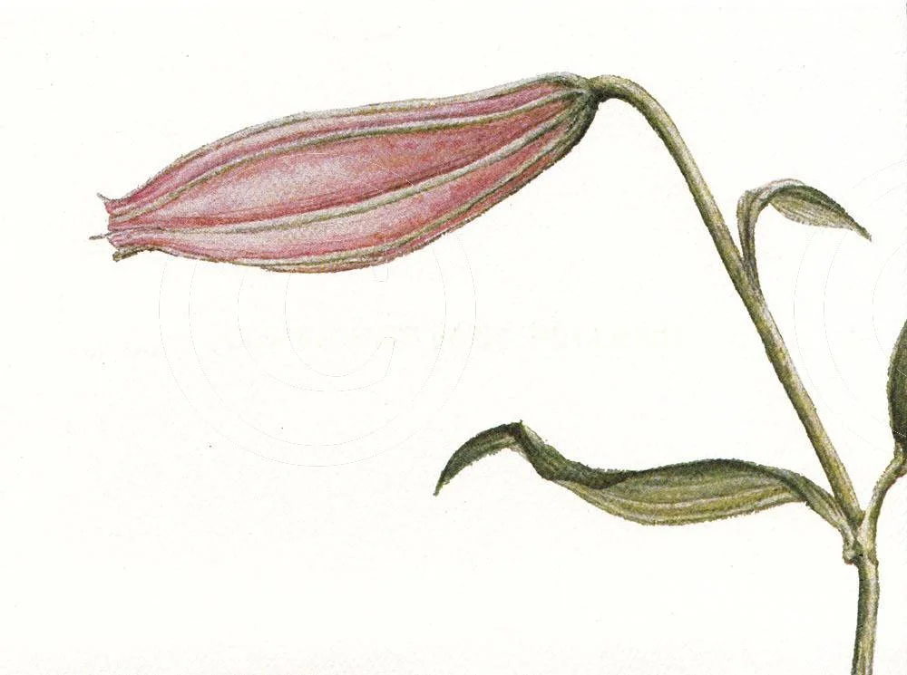 Rubrum Lily 2
