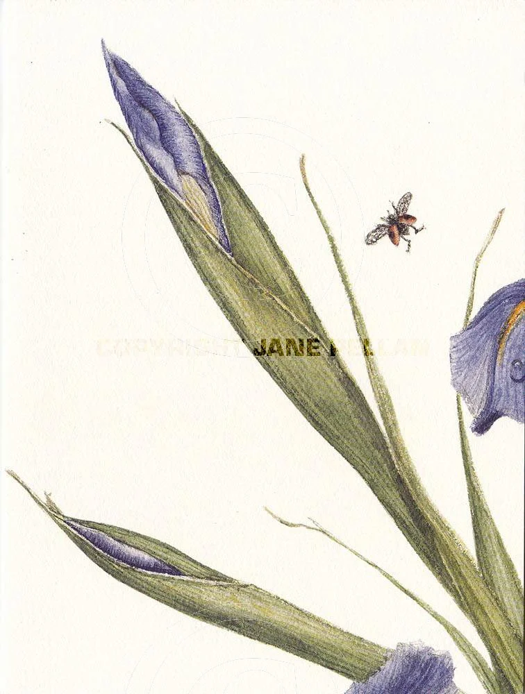 Iris 4