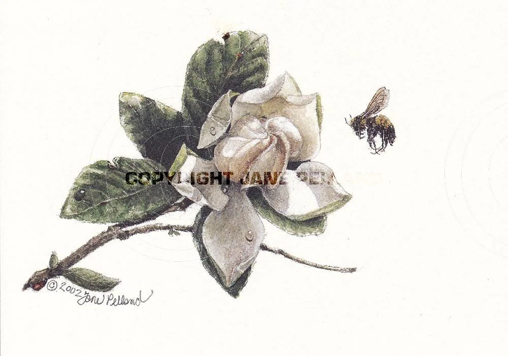Gardenia 2