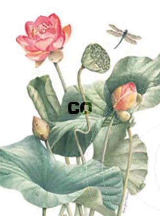 Lotus