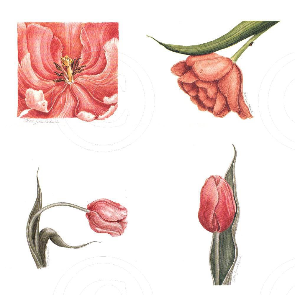 Assorted Tulips