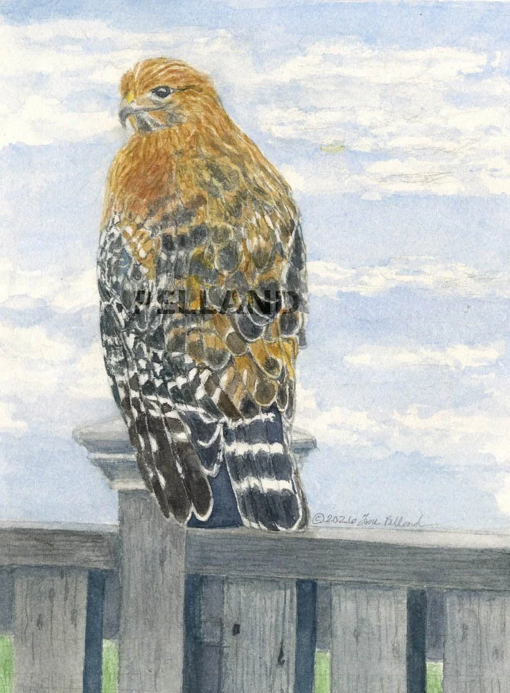 Red Shouldered Hawk card.jpg