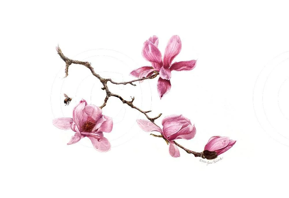 Magnolia campbellii
