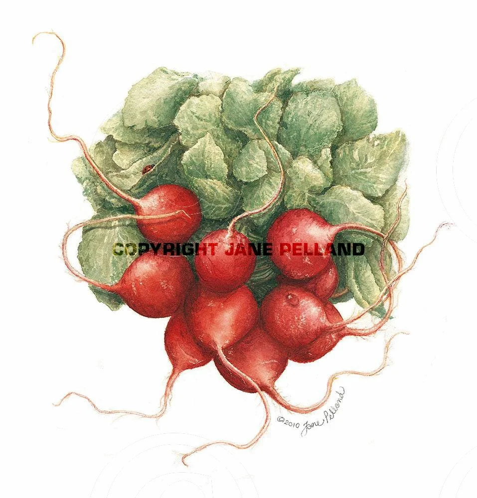 Radishes