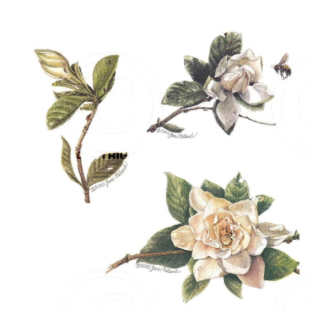 Assorted Gardenias