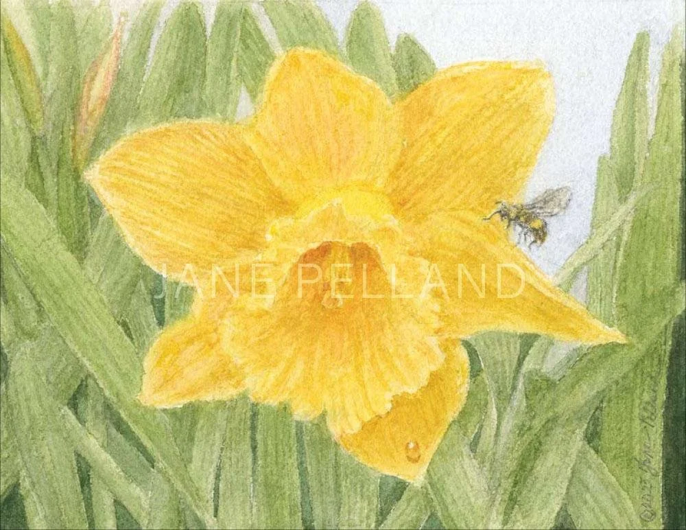 Daffodil