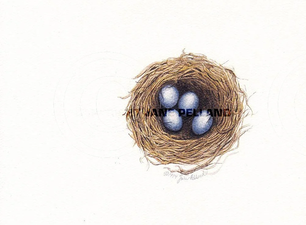 Bluebird Nest
