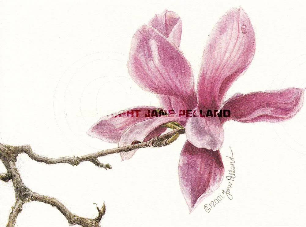 Magnolia campbellii 3