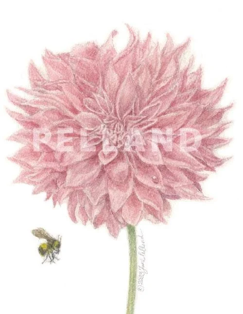Dahlia