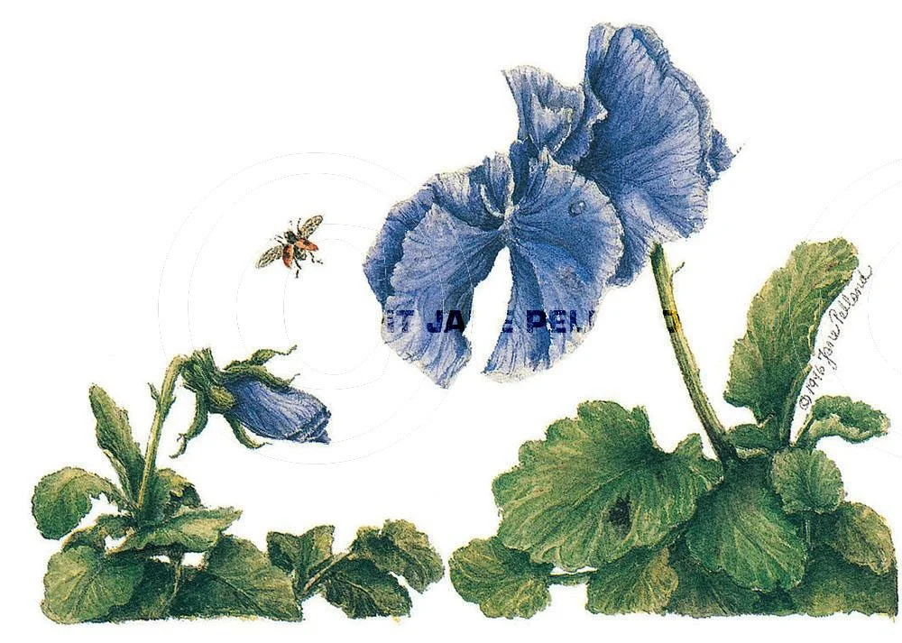 Pansy 4