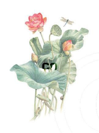 Lotus