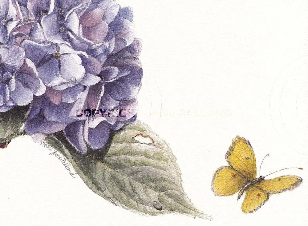 Hydrangea 2