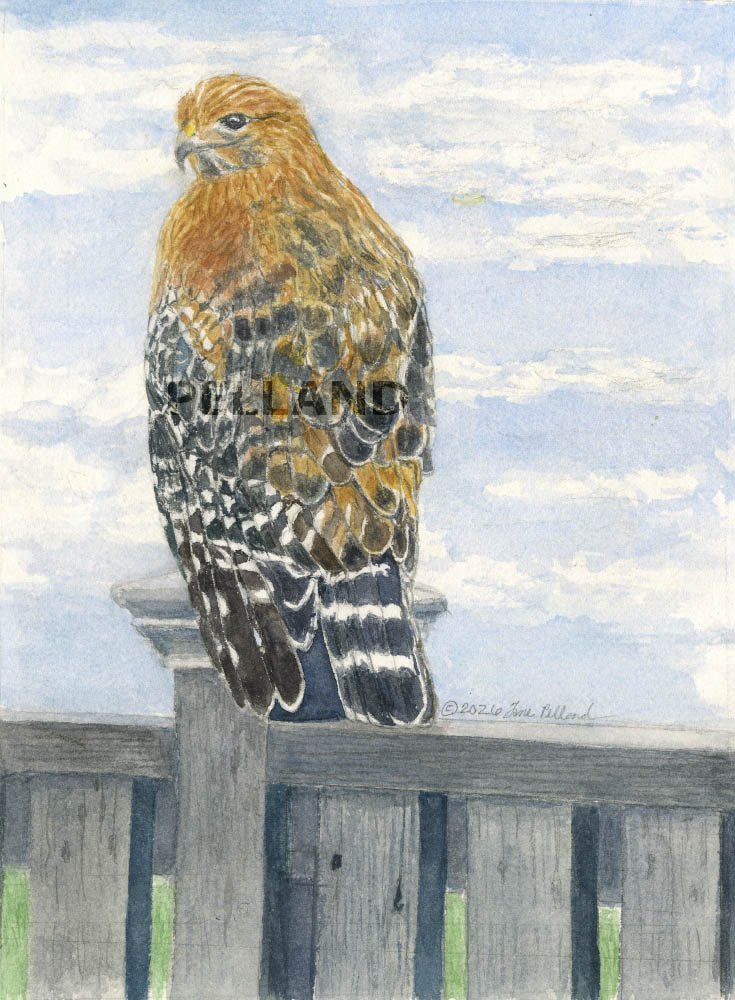 Red Shouldered Hawk Print.jpg