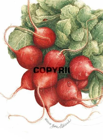 Radishes