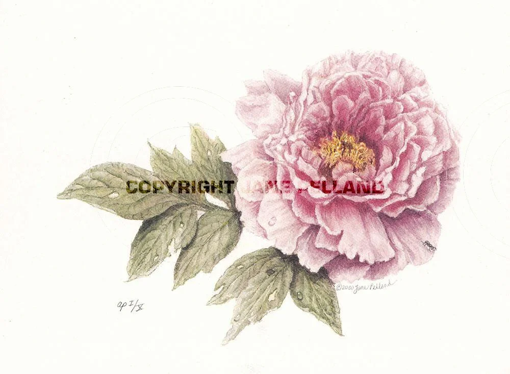 Peony Centerfold