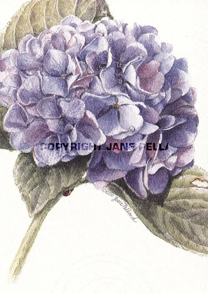Hydrangea 1
