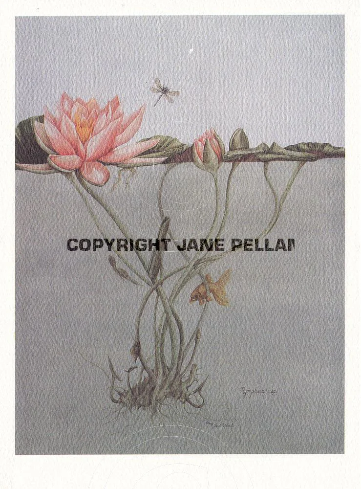 Botanical Waterlily