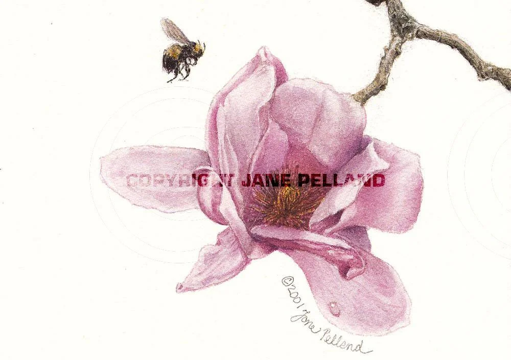 Magnolia campbellii 2