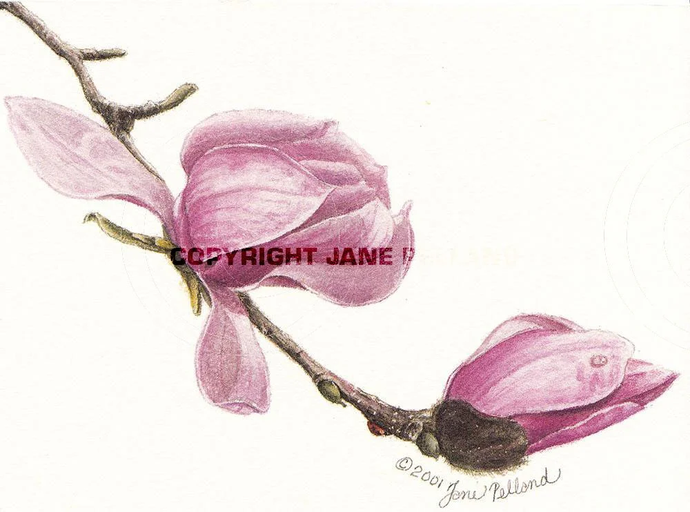 Magnolia campbellii 1