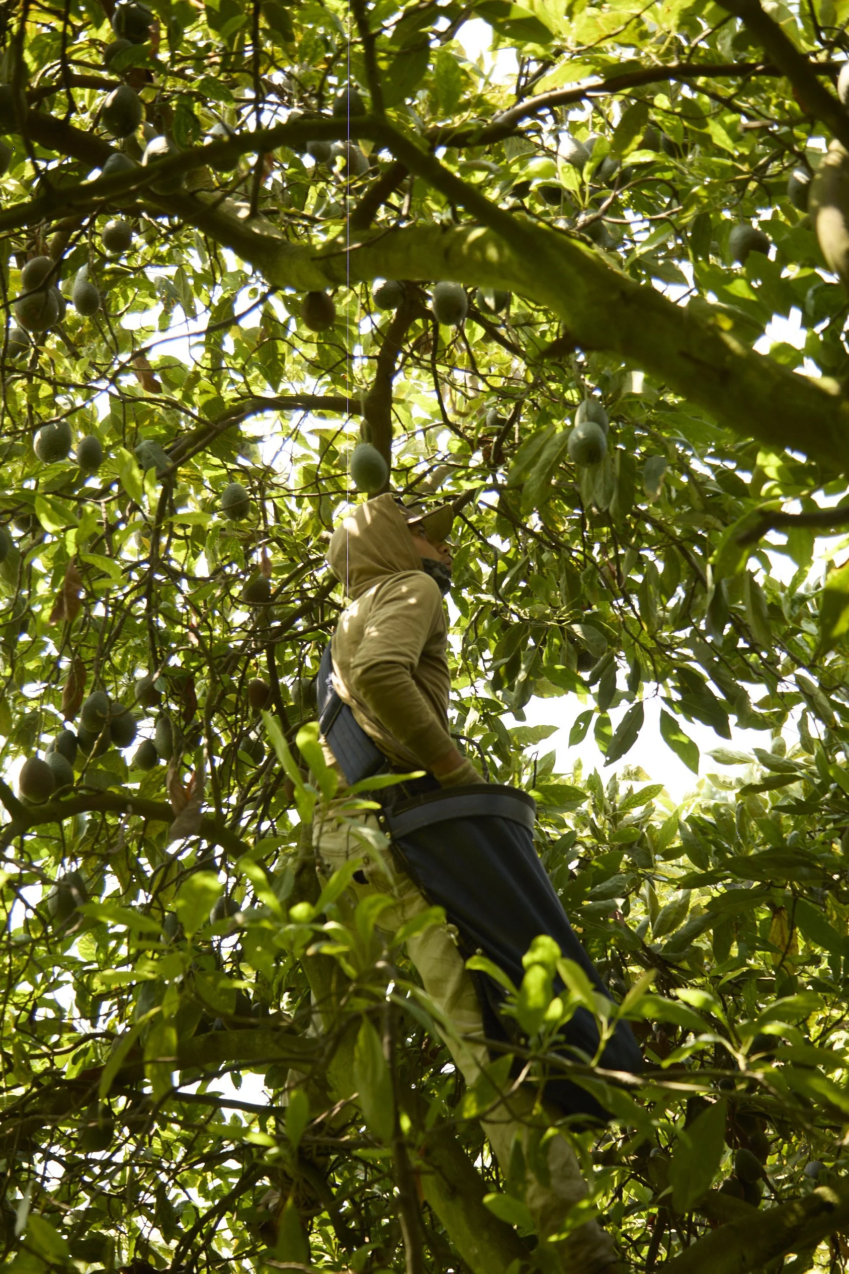 Cosecha de Kauani, empresa familiar de aguacate Hass en Toluca y Metepec