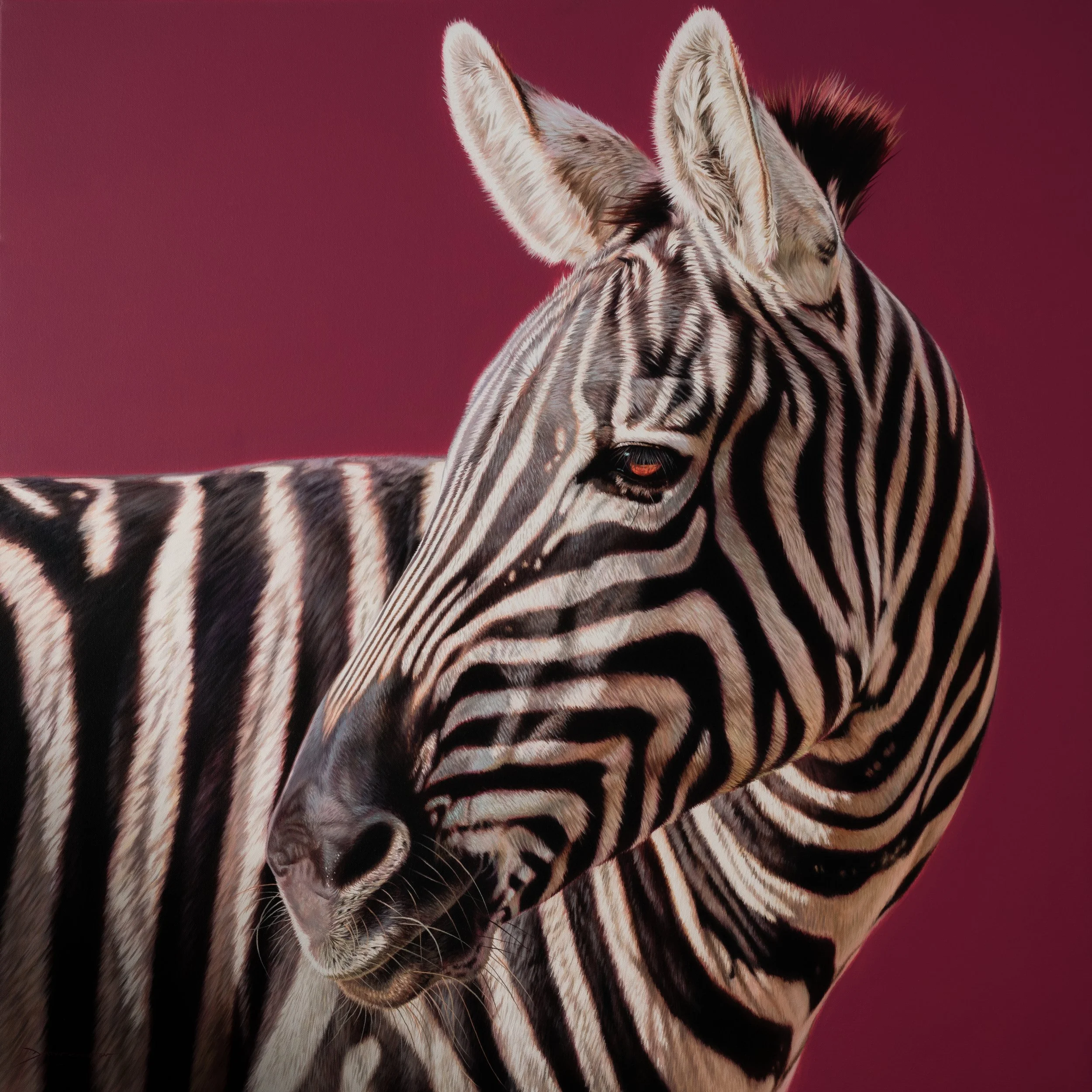 Hyper realistic oil painting of a zebra's head with black and white striped fur, large ears, and a pink background.