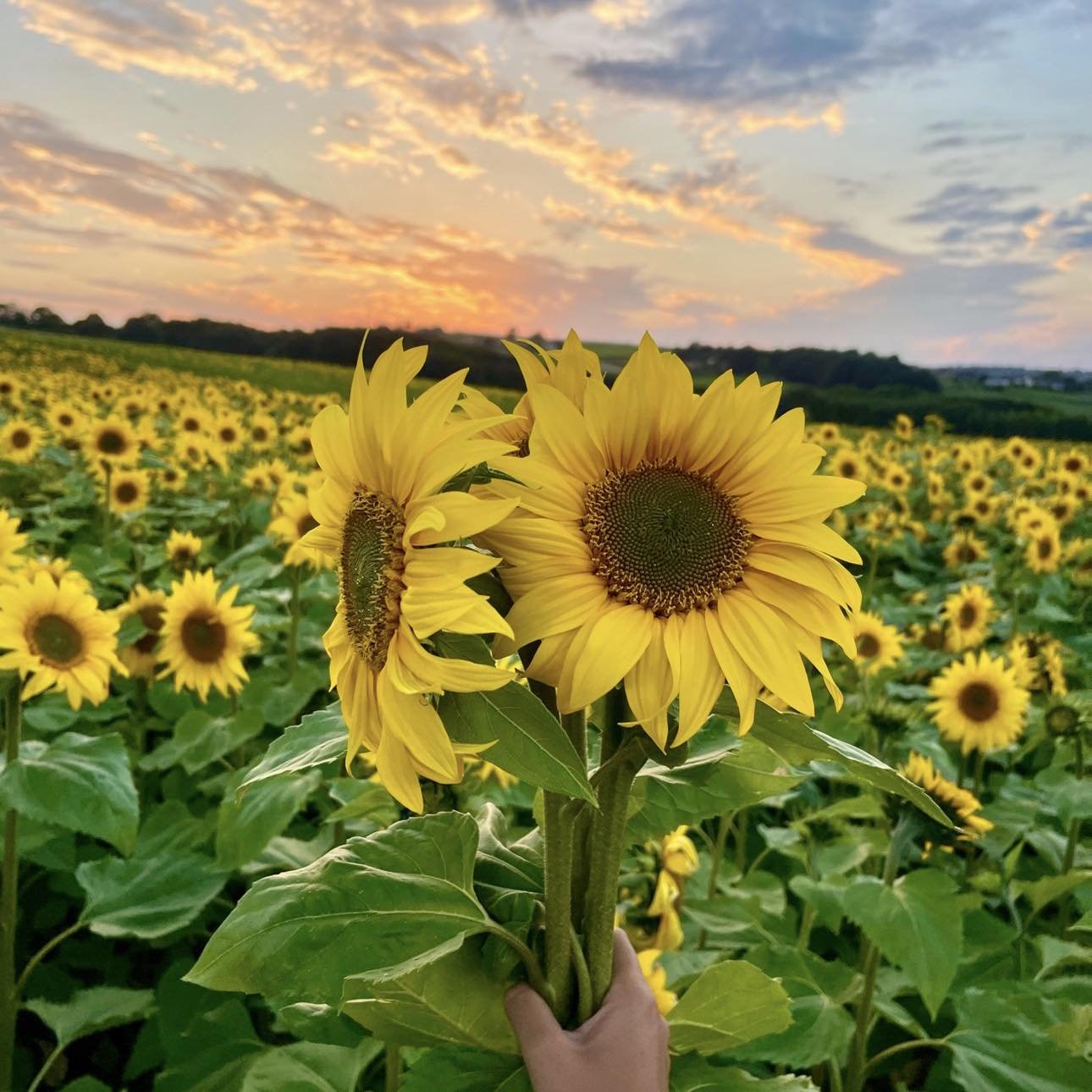 Barlow Sunflower Picking Fields