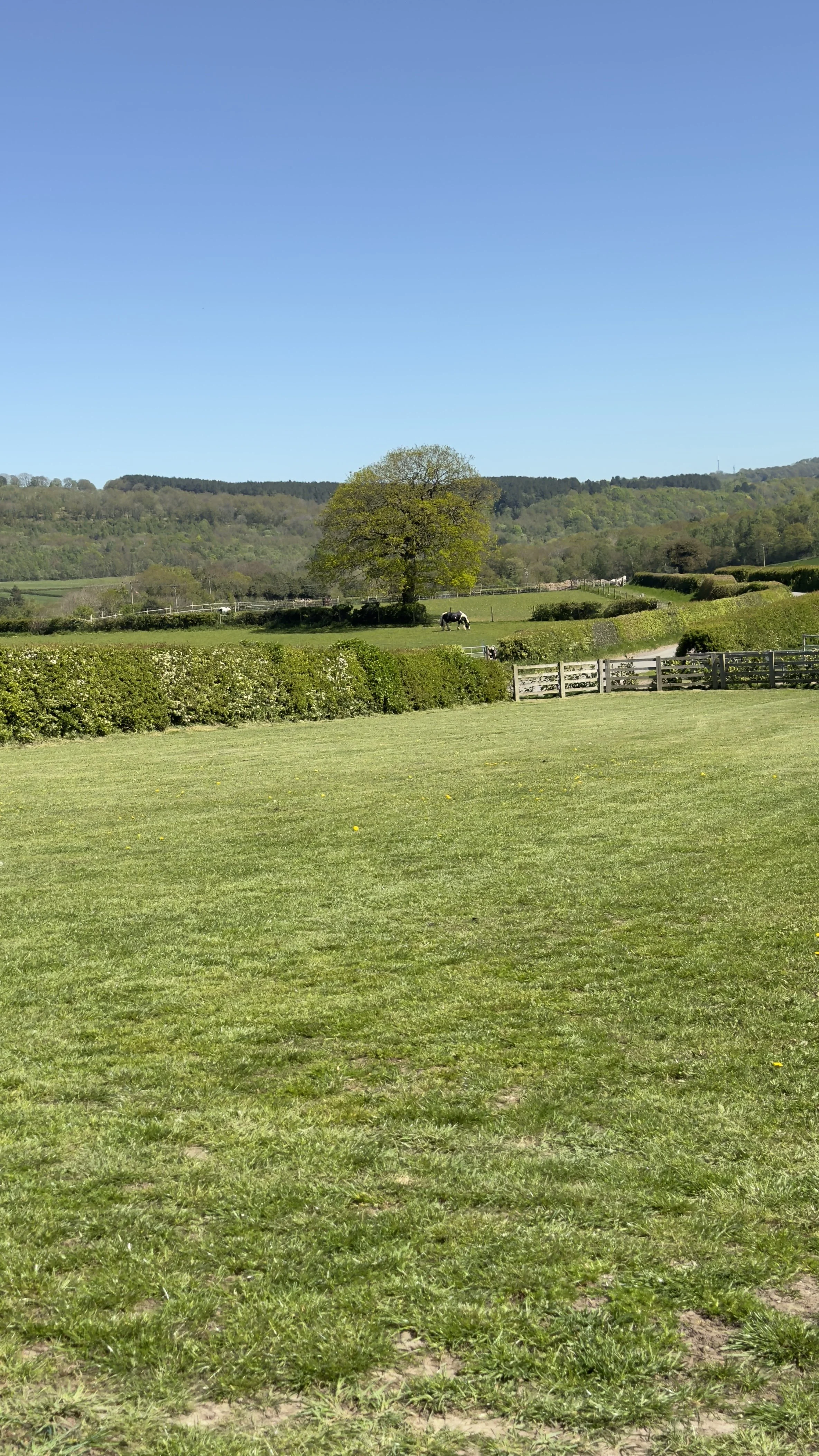 A lush green field with a path and a wooden fence, rolling hills in the distance, a tree with fresh leaves, and a horse grazing under the tree, all under a clear blue sky.